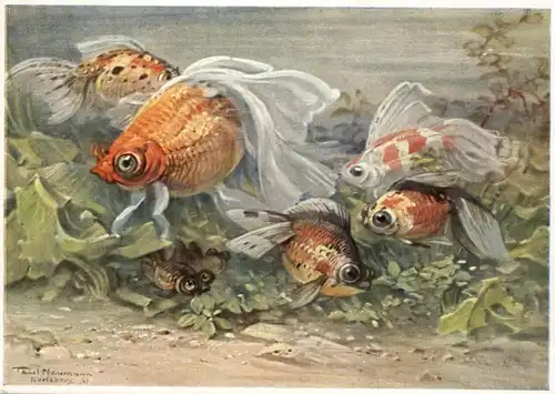 1000 BERLIN - TIERGARTEN, Zoo / Berliner Aquarium, Schleierfisch, Künstler-Karte Paul Neumann