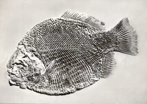 TIERE - PRÄHISTORISCH, Schmelzschuppenfisch, Museum Hauff Holzmaden - Teck