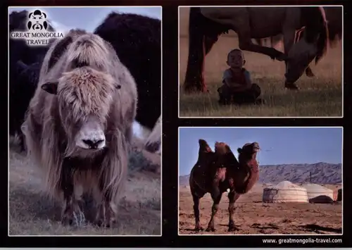 MONGOLIA - Wildlife