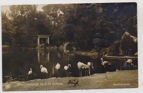 1000 BERLIN - TIERGARTEN, Zoo, Flamingos, Neptunsteich, 1919