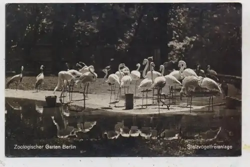 1000 BERLIN - TIERGARTEN, Zoo, Flamingos, Stelzvogelfreianlage