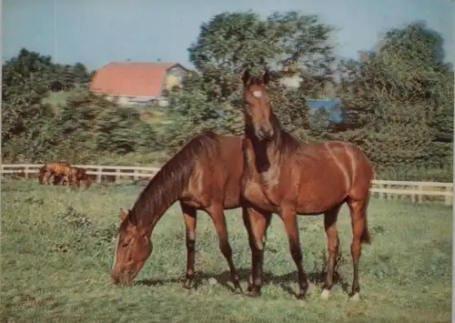 PFERDE auf der Weide, 3D