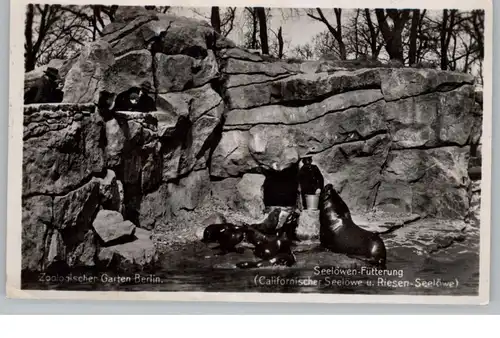 1000 BERLIN - TIERGARTEN, Zoo, Seelöwen Fütterung