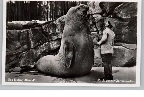 1000 BERLIN - TIERGARTEN, Zoo, See - Elefant "RolanD"