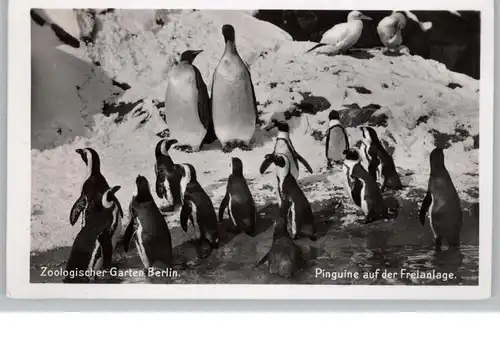 1000 BERLIN - TIERGARTEN, Zoo, Pinguine auf der Freianlage