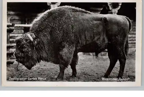 1000 BERLIN - TIERGARTEN, Zoo, Wisentstier "Benno"