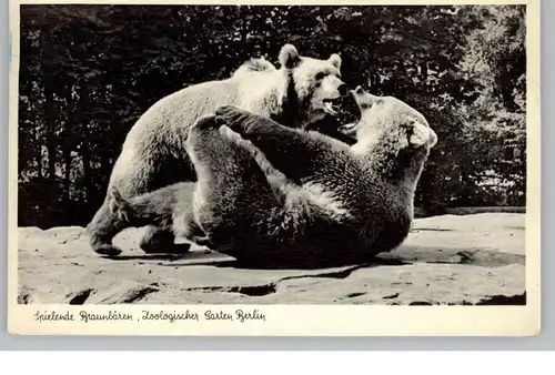 1000 BERLIN - FRIEDRICHSFELDE, Spielende Braunbären, 1955