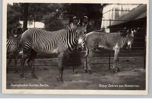 1000 BERLIN - TIERGARTEN, Zoo, Grevy Zebras aus Abessinie, 1940