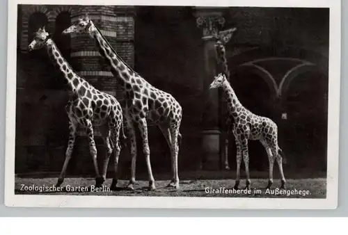 1000 BERLIN - TIERGARTEN, Zoo, Giraffenherde im Aussengehege