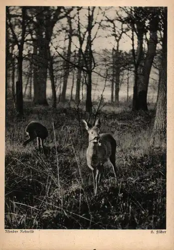 JAGD / Hunting / Jacht / Caccia / Chase / Caza / Lowiectwo, Hundemeute / Äsendes Rehwild, 1937