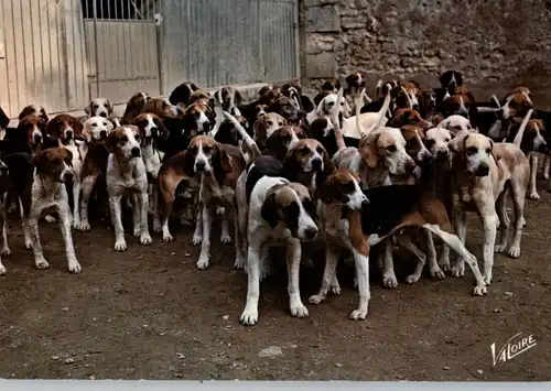 JAGD / Hunting / Jacht / Caccia / Chase / Caza / Lowiectwo, Hundemeute / La meute de l'equipage de Cheverny