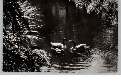 1000 BERLIN - TIERGARTEN, Zoo, Schwarzhalsschwanfamilie