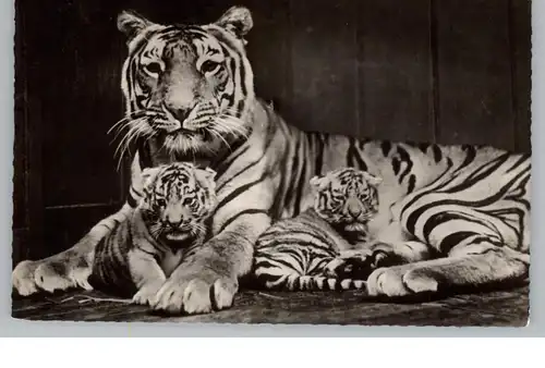 1000 BERLIN - TIERGARTEN, Zoo, Bengal-Tiegerin mit Jungen