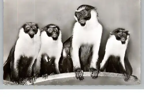 1000 BERLIN - TIERGARTEN, Zoo, Diana Meerkatzen