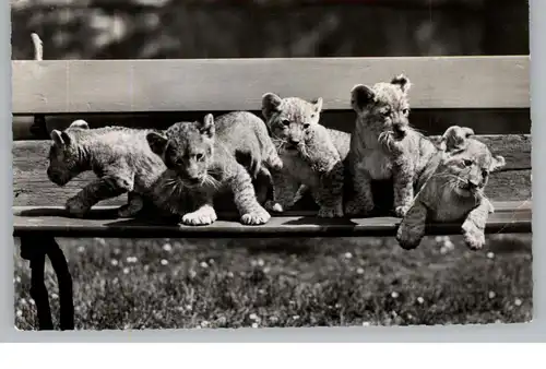 1000 BERLIN - TIERGARTEN, Zoo, Löwenkinder