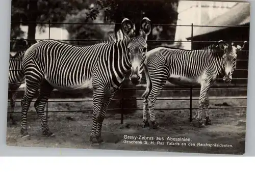 1000 BERLIN - TIERGARTEN, Zoo, Grevy Zebras, Geschenk Seiner Hoheit Ras Tafaris an den Reichspräsidenten, 1938