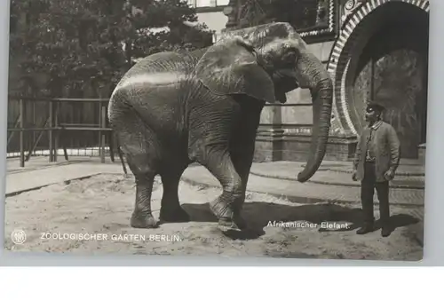 1000 BERLIN - TIERGARTEN, Zoo, Afrikanischer Elefant