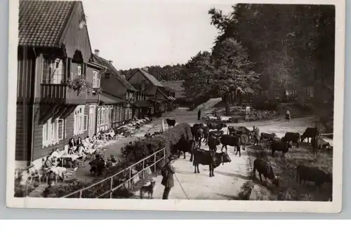 3388 BAD HARZBURG - MOLKENHAUS, Pension und Kuhherde