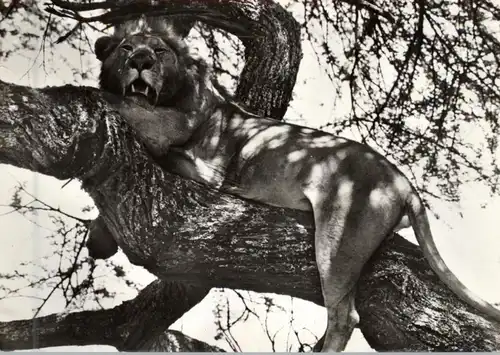 LÖWEN / Lions, Masai - Löwe