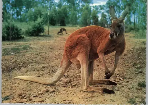 TIERE - KÄNGURUH, Red Kangaroo