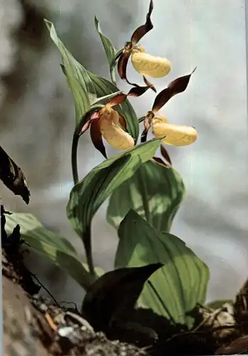 FLORA - FRAUENSCHUH (Orchidee)