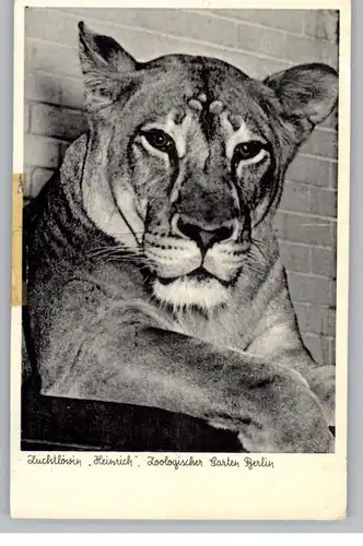 1000 BERLIN - TIERGARTEN, Zoo, Zuchtlöwin "Heinrich", kl. Druckstelle und Kleberest