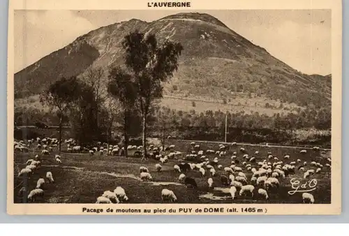 F 63000 CLERMONT - FERRAND, Puy du Dome, moutons