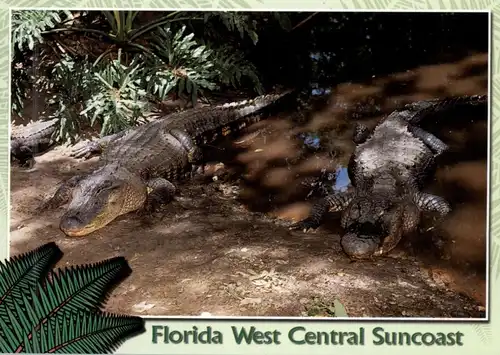 TIERE - ALLIGATOREN / ALLIGATORS, Florida