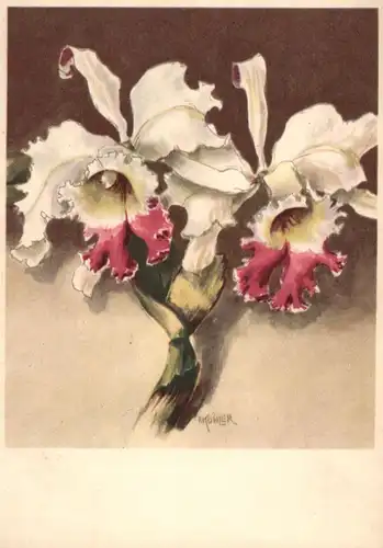 FLORA - ORCHIDEE, "Potinaria Hertha Schmidt", Künstler-Karte Fritz Köhler