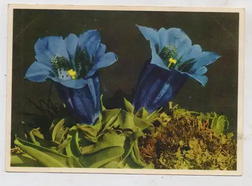 FLORA - GENTIANA ACAULIS / Stängelloser Enzian