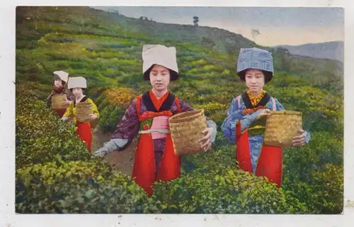 JAPAN / NIPPON - Women Tea Plucking / Teepflückerinnen