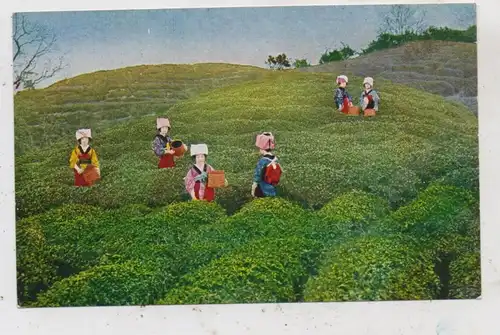 JAPAN / NIPPON - Women Tea Plucking / Teepflückerinnen