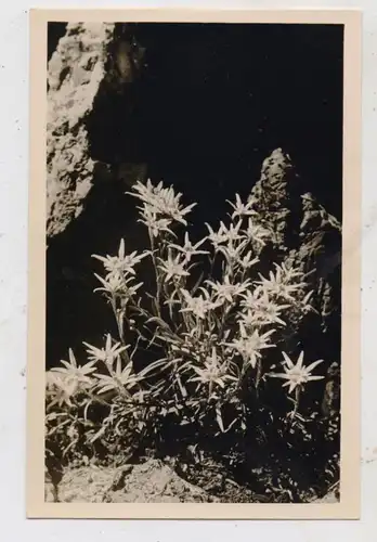 FLORA - EDELWEISS