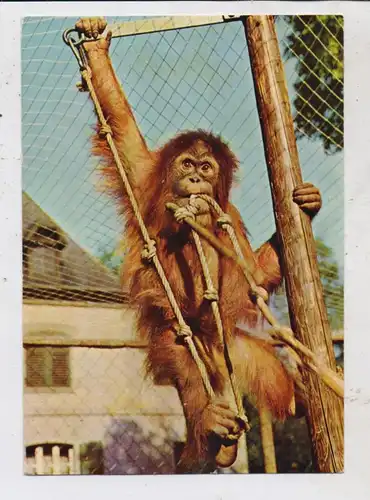 TIERE - ZOO BASEL, Orang-Utan Elsi