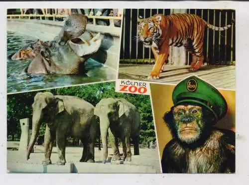 5000 KÖLN, KÖLNER ZOO, Elefanten, Tiger, Hippo, Schimpanse