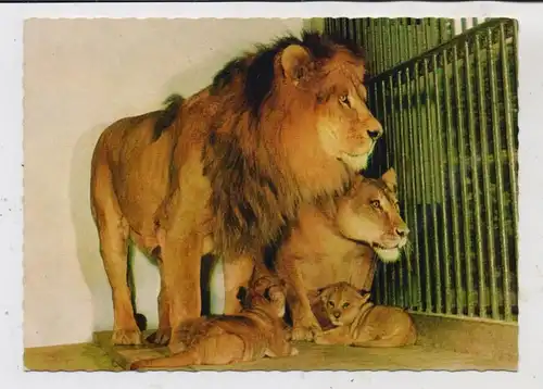 ZOO - DUISBURG, Löwenfamilie, 1963