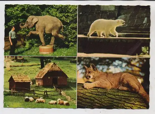 ZOO - WUPPERTAL, Elefantendressur, Puma, Eisbär, Schweine