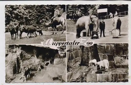 ZOO - WUPPERTAL, Elefantendressur, Löwen, Eisbären,...1960