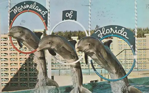 DELFINE / Dolphins - Marineland Florida