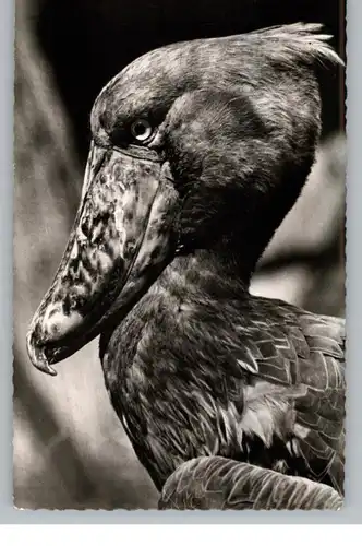 1000 BERLIN - TIERGARTEN, Zoo, Schuhschnabel / Abu Markub