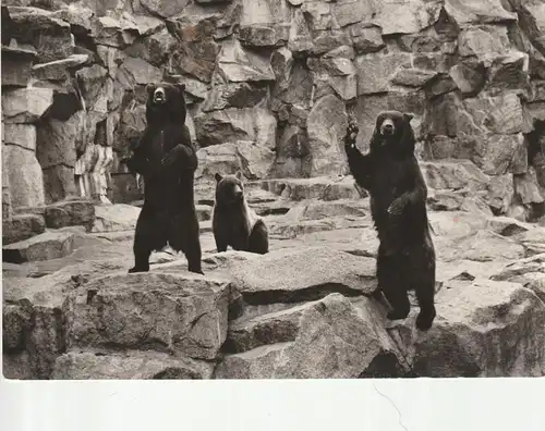 1000 BERLIN - FRIEDRICHSFELDE, Tierpark Berlin (Zoo), Kamtschatkabären