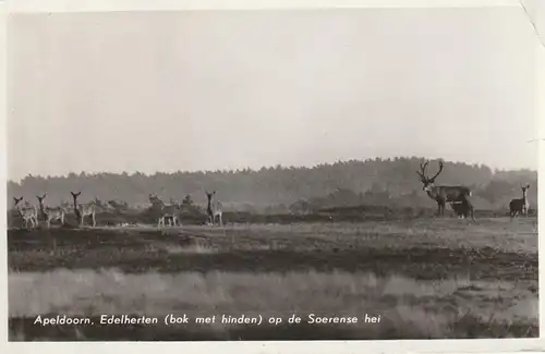 GELDERLAND - APELDOORN, Edelherten in de Soerense hei, 1958