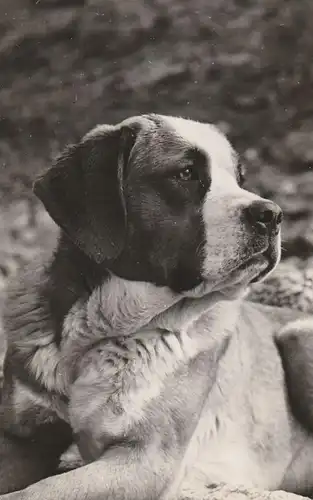 HUNDE - BERNHARDINER, BARRY, v. Grossen St. Bernhard