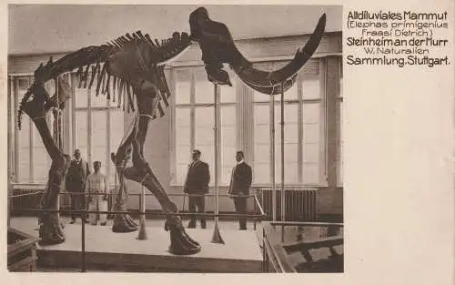 PRÄHISTORISCHE TIERE - Mammut, Steinheim an der Murr