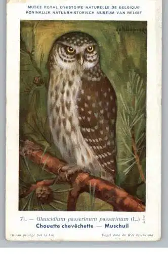 VÖGEL - EULEN / Owls / Buho / Hibou / Uil / Gufo - SPERLINGSKAUZ