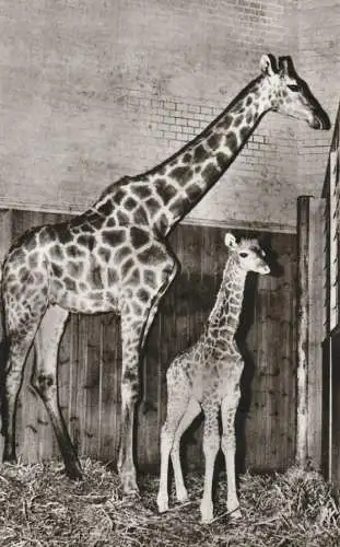 1000 BERLIN - TIERGARTEN, ZOO, Angola Giraffe