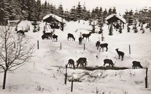 3389 BRAUNLAGE, Gaststätte Königskrug, Wildfütterung, 196