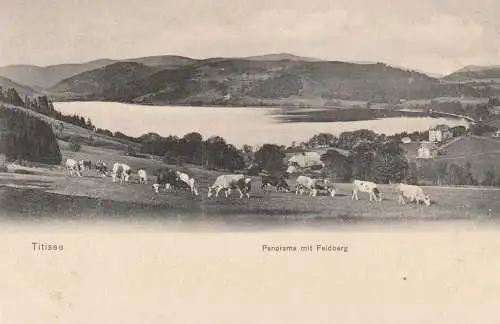 7820 TITISEE-NEUSTADT, Titisee, Panorama mit Feldberg, Kuhherde, 1905, Trenkler