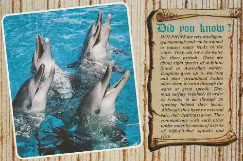 DELFINE / Dolphins - Did you know