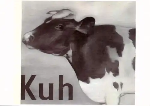 KÜNSTLER / Artist - GERHARD RICHTER, "KUH"